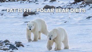 Fat is Fit - Polar Bear Diets | Tundra Connections