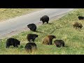Bear Country USA Drive-Thru | South Dakota