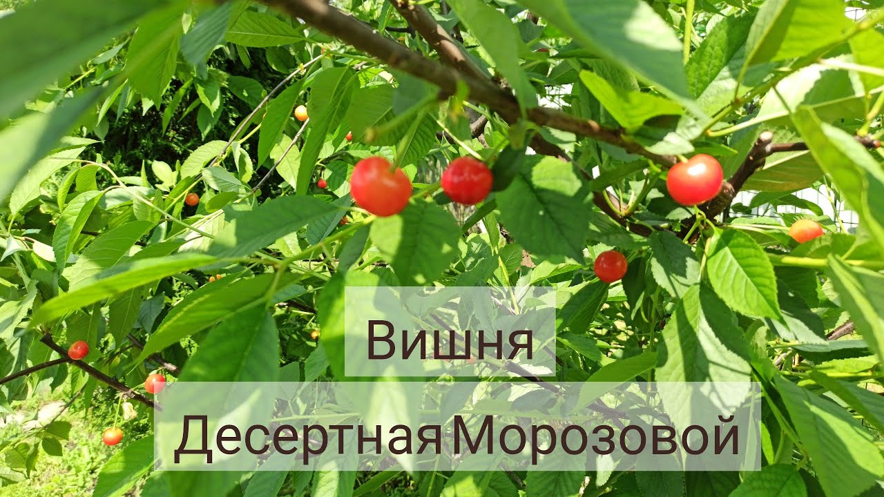 Вишня Десертная Морозовой Описание Сорта Фото