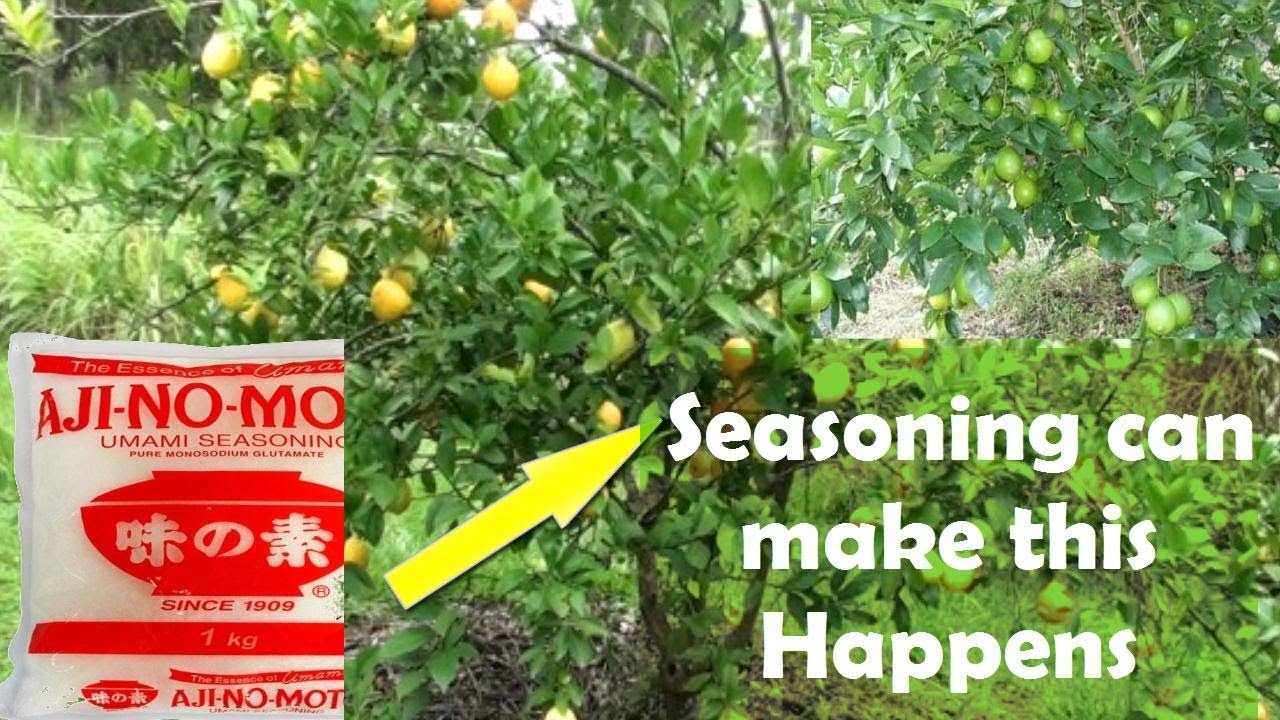 How To Make Lemon Tree Bear More Fruit Using Seasoning (Proven Method) - YouTube