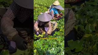 Sudah Ada Yang Pernah Mencoba Kacang Dari Tumbuhan Air Ini munandartv