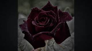 Cupid  Jack Stauber  Slowed