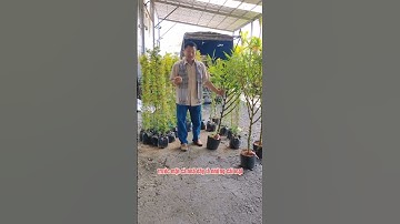 Cung cấp 🎋 Trúc Cần Câu, Trúc Quân Tử, Tre Xanh, Trúc Quan Âm,