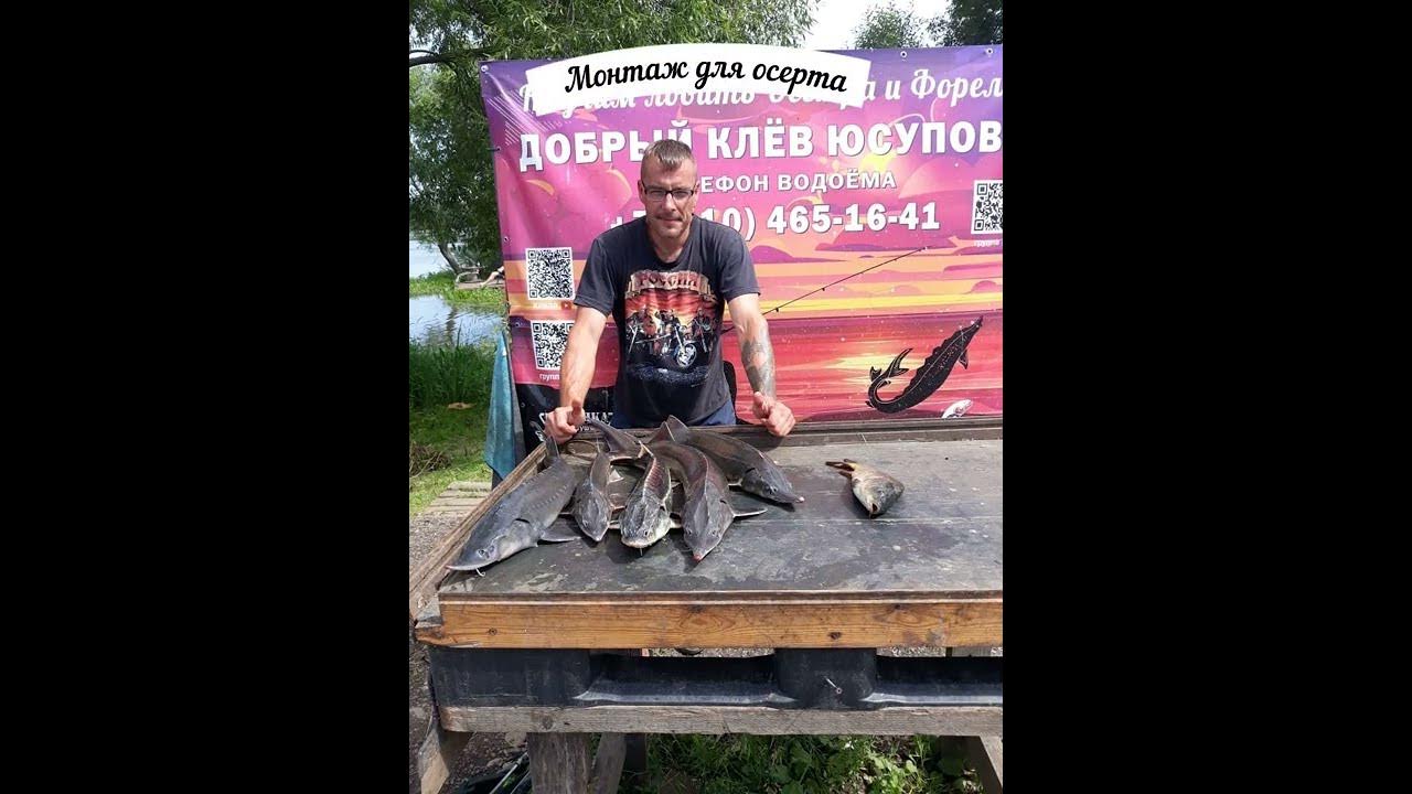 На что ловить осетра в пруду