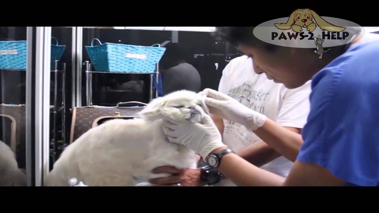 to Paws 2 Help YouTube