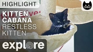 Restless Kitten Tries to Sleep at the Kitten Cabana - Live Camera Highlight by Explore Cats Lions Tigers 3,924 views 6 years ago 52 seconds