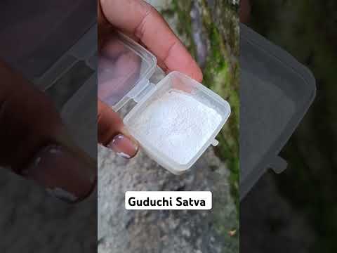 Guduchi Satva Tinospora Cordifolia Shortvideo Guduchi Guduchisatva Ayurveda Yoga Fever