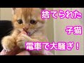 保護した1ヶ月の子猫が電車で大騒ぎ！ガマンしきれずキャリーの中で…