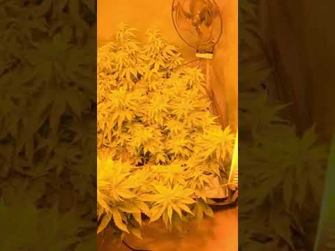 Video: Guerrilla Grow Guide - Saznajte o Guerrilla Garden bombama za sjeme