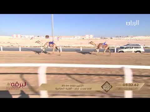 ش9 زعفران ل علي خجيم عايض فرج العذبي ميدان لبصير المحلي الثامن 3 4 2023 لقايا قعدان إنتاج