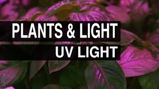 UV Light : Plants & Light #103