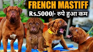 High quality French mastiff Puppies | french mastiff with full of wrinkles