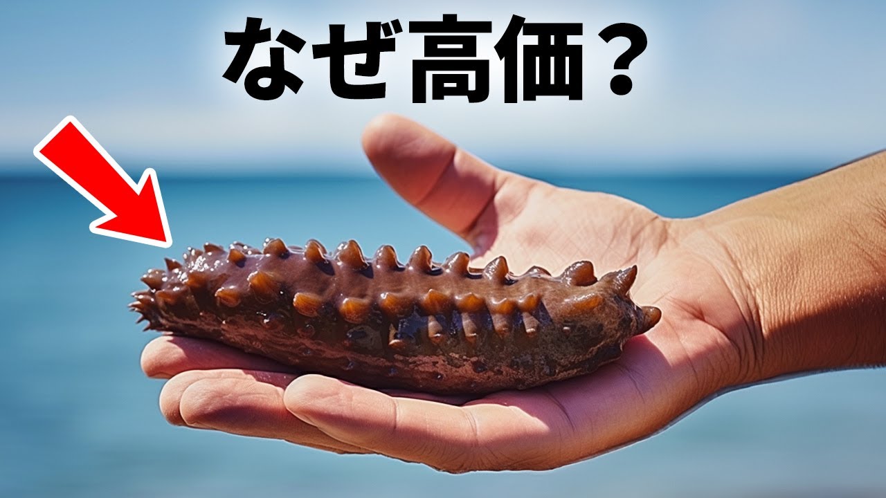なまこがすごく高い理由は? - YouTube