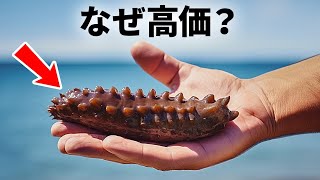 なまこがすごく高い理由は？