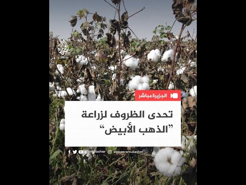 حكاية سوري عودة زراعة القطن الذهب الأبيض في ريف حماة بعد 10 سنوات