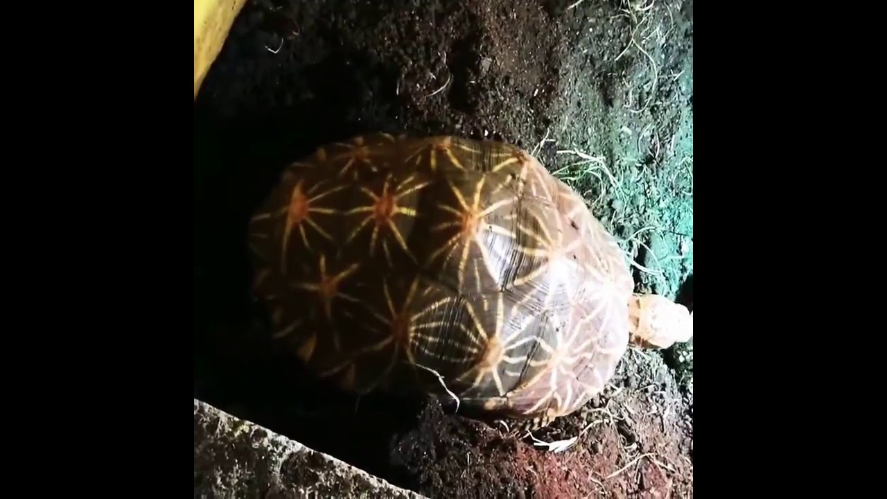 Allevamento Tartarughe elegans YouTube