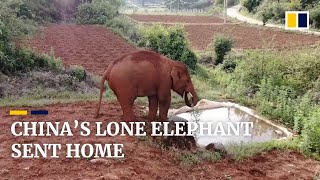 Lone Asian elephant that left China’s ‘wandering herd’ sent home to reserve