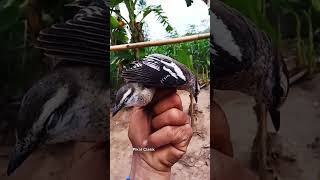 Burung Kapasan Kemiri