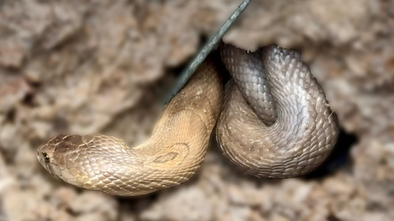 Con Hổ Sáp Đầu Tay Của Nhóm Tâm Vện|| #tamvenvlog #3