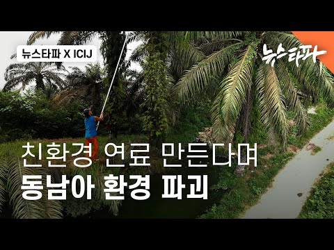 [삼림파괴 주식회사②] 친환경 연료 만든다며 동남아 환경 파괴..공급망 추적 - 뉴스타파