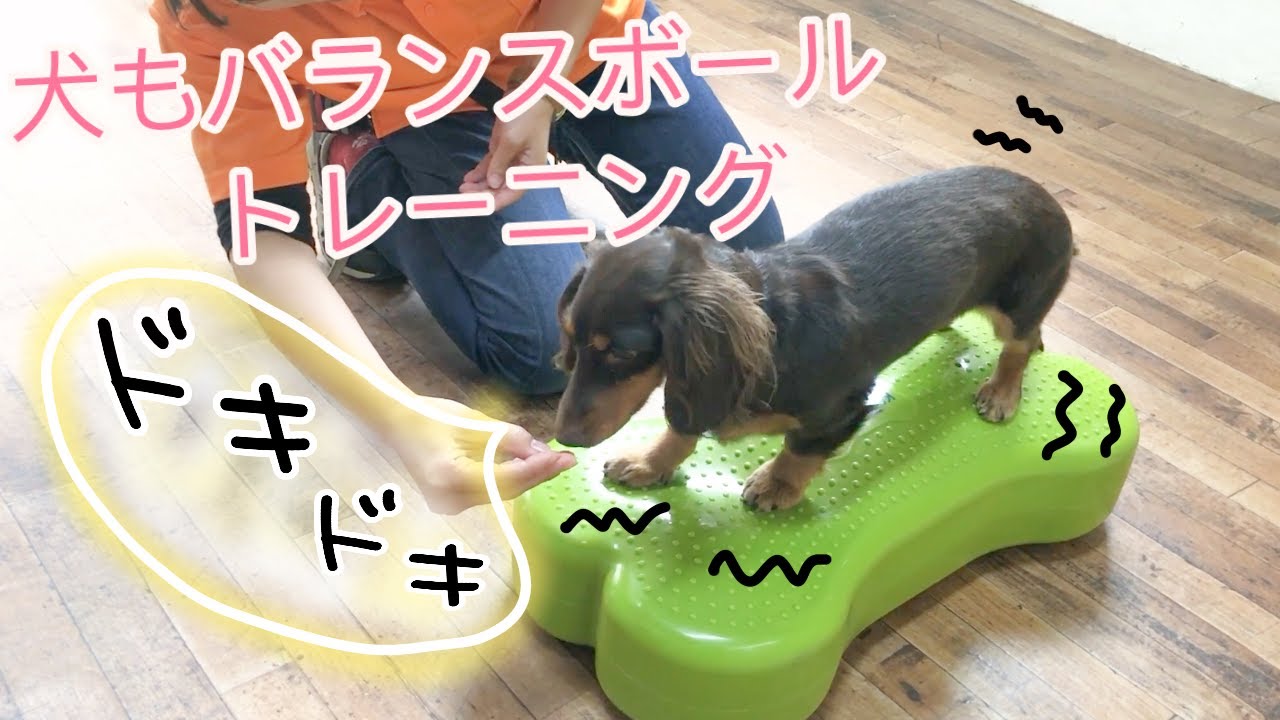 犬の幼稚園 犬がバランスボールを使ってみた A Dog Uses A Balance Ball For Exercise Fitness Youtube