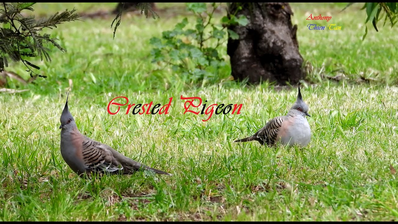 4K Đôi Bồ Câu có mào rất dịu hiền, bird sounds – Couple of Crested ...