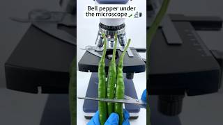 तीखी हरी मिर्च under the microscope 🔬🤯#shorts #ytshorts #trending #viral #facts #mirchi