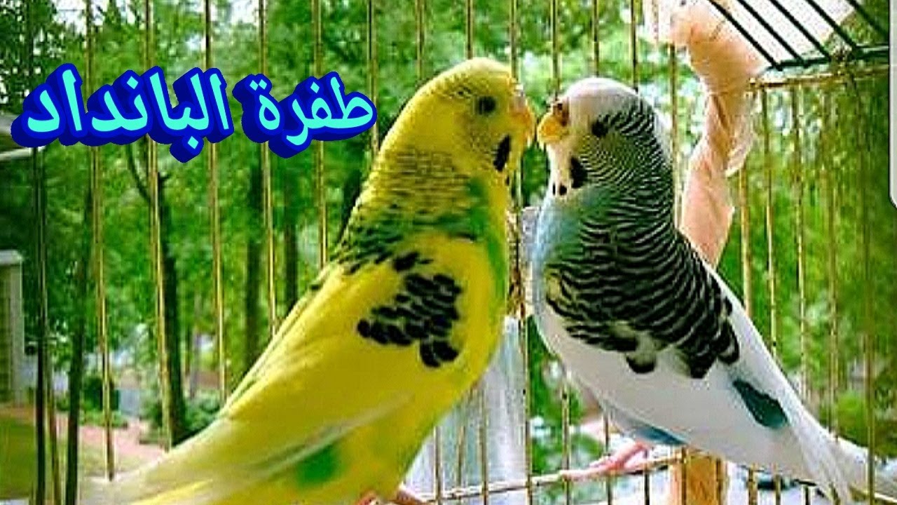 طفره البنداد و طريقه الإنتاج.