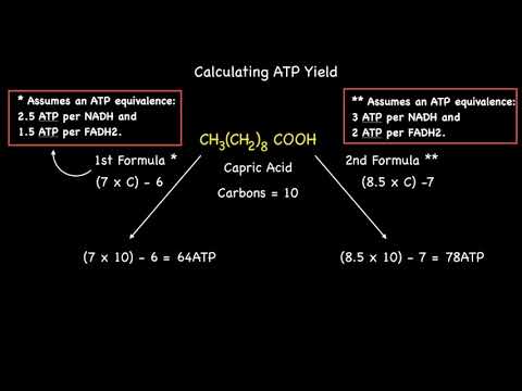 Quick Formula: Calculating ATP Yield From Beta Oxidation of Even Numbered Saturated Fatty Acids