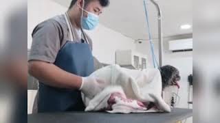 Grooming a pekingese dog. (summer cut). JP PetGroomer TV.