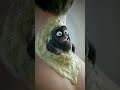 “Dark Neck Problem? 😳🖤 | Raw Papaya &amp; Yogurt Remedy!”