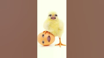 Thumbnail of chicken song 😀