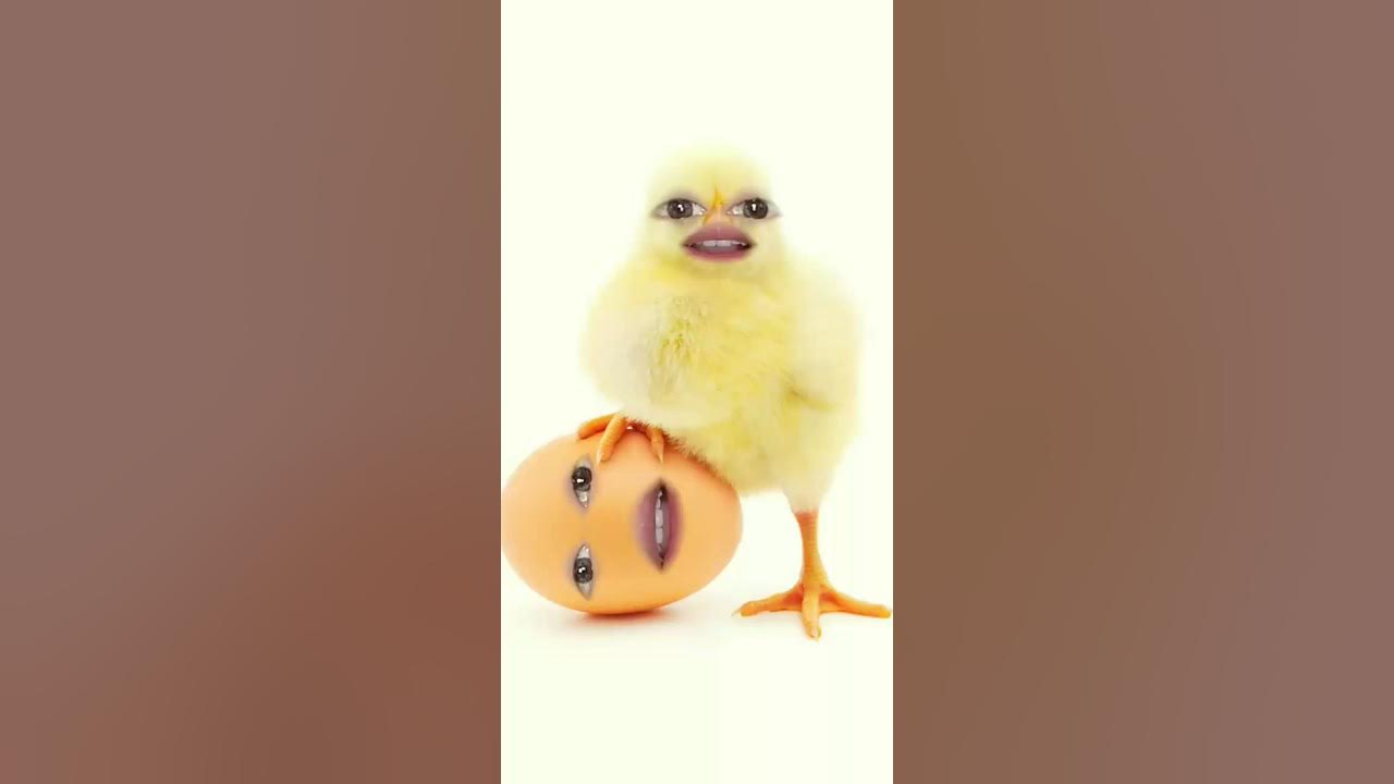 chicken song π chicken song π