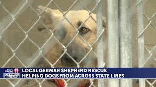 Greene Co. rescues helping dogs pulled from "extreme neglect" on Georgia breeder's property