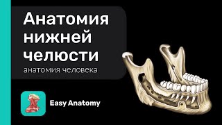 Анатомия нижней челюсти