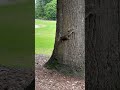 Squirrels in the park #nature #relaxing #squirrels #shorts