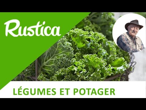 Vidéo: Faites pousser des plantes de chou frisé dans votre jardin