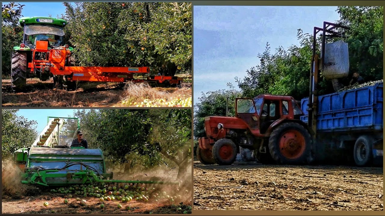 Ipari alma gépi betakarítás/Apple harvest-2020
