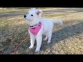 Ziera - White Swiss Shepherd puppy 2 to 8 months の動画、YouTube動画。