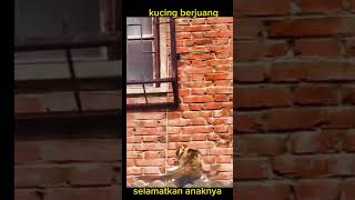 kucing menyelamatkan anaknya