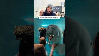 This Manatee Fell in Love With a Random Woman at the Aquarium 😭🦭