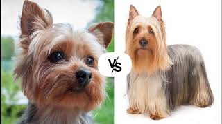 Yorkshire terrier vs Silky terrier