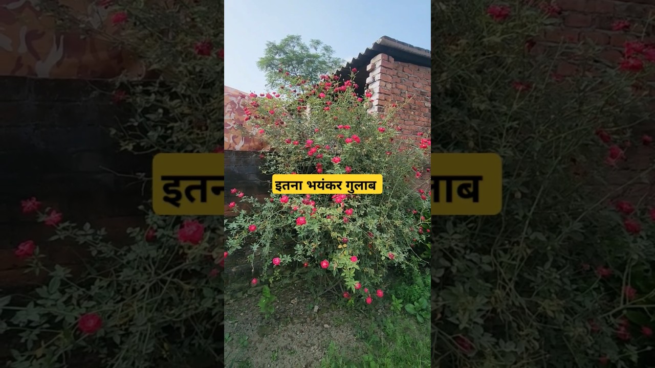 Heavy Flowering On Desi Rose👍Desi Rose Plant👍Desi Rose Flower👍