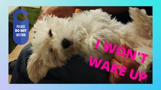 So Sleepy Maltese Dog by Halus The Maltese 282 views 3 years ago 2 minutes, 33 seconds