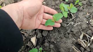 соя на дісковці капець заросла... no-till рулить...перший цвіт гороху