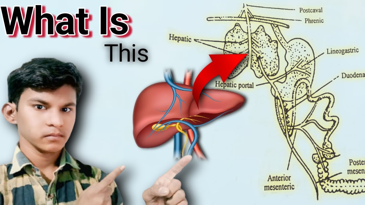 यकृत निवाहिका तंत्र || Hepatic portal System 💯 - YouTube