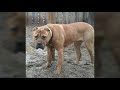 American bandog mastiffs. Rustic Bandogs #workingbandogs