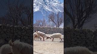 #mountains #friendship #sheeps #war