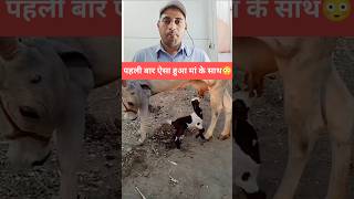 Mother’s Love Has No Boundaries ❤️ | Cow Feeding a Goat Kid | Pure Humanity Moment