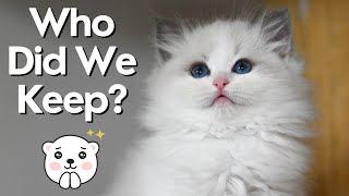 Ragdoll Kitten Update | We kept a kitten! So Cute